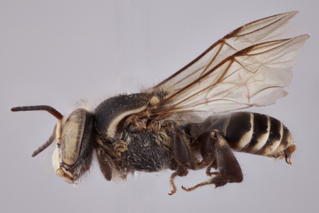 [Cephalotrigona capitata male (lateral/side view) thumbnail]